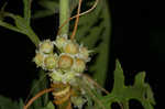 Field dodder